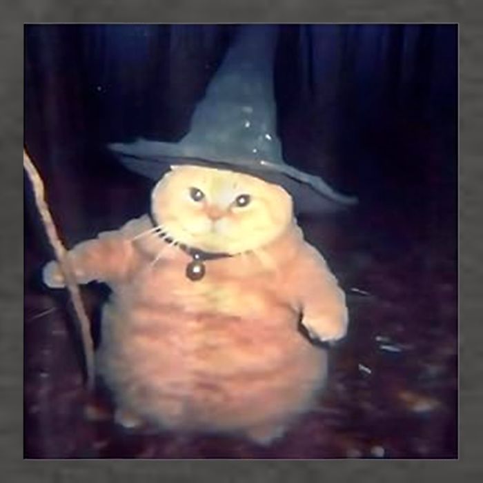 Wizard Cat Weird Funny Halloween Cat Meme Vector Backpack