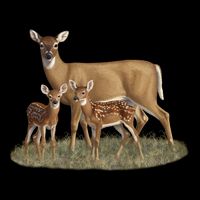 Whitetail Deer Doe And Cute Twin Fawns Wildlife Art Meaningful Gift Drawstring Bag