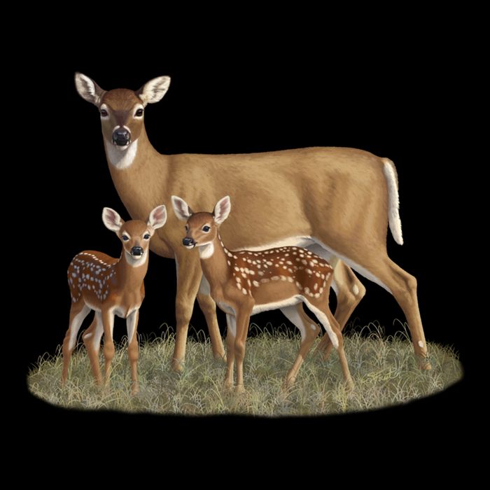 Whitetail Deer Doe And Cute Twin Fawns Wildlife Art Meaningful Gift Drawstring Bag