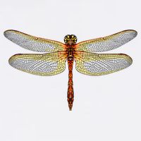 Watercolor Dragonfly Mug