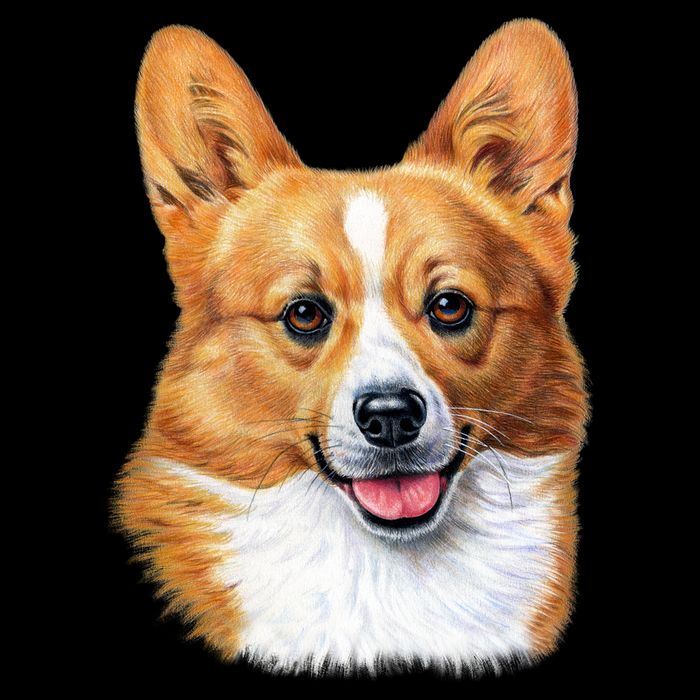 Welsh Corgi Dog Portrait Apron