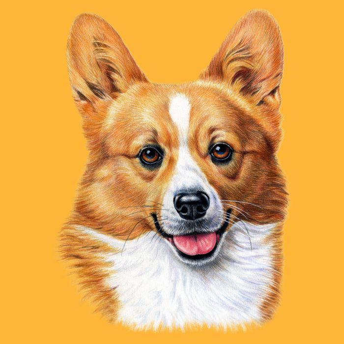 Welsh Corgi Dog Portrait Golf Towel