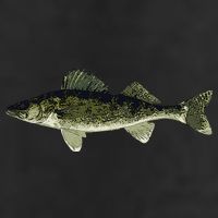 Walleye Fish Pickerel Fishing Lover Fisherman Cool Comfort Performance Bucket Hat