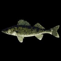 Walleye Fish Pickerel Fishing Lover Fisherman Mug