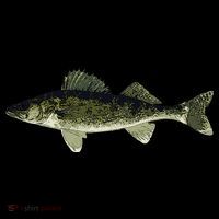 Walleye Fish Pickerel Fishing Lover Fisherman Kids T-Shirt