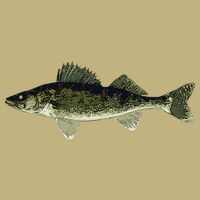 Walleye Fish Pickerel Fishing Lover Fisherman Cooling Performance Crew T-Shirt