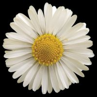 White Daisy Cooling Performance Crew T-Shirt