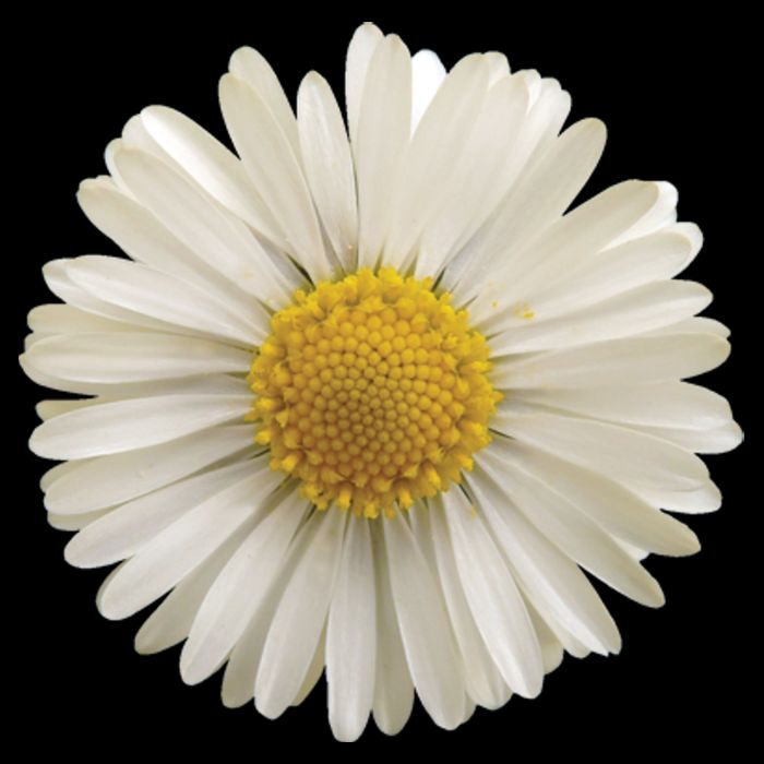 White Daisy Cooling Performance Crew T-Shirt
