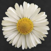 White Daisy Adult Drive Performance Visor