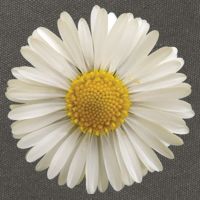 White Daisy Cotton Canvas Backpack