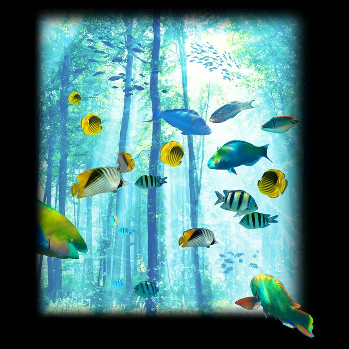 Wilderness Fish In Nature Women's Crop Top Tee