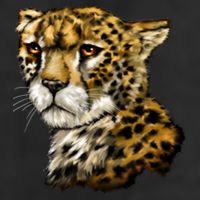 Wildlife - Big Face Cheetah Portrait Adult Drive Performance Visor