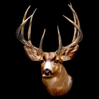 Wildlife - Big Face Deer Head Portrait City Backpack