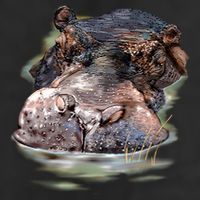 Wildlife - Big Face Hippo Portrait Adult Drive Performance Visor