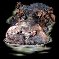 Wildlife - Big Face Hippo Portrait 16 in Basic Backpack