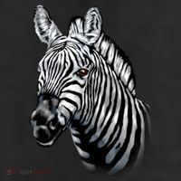 Wildlife - Big Face Zebra Up Close Portrait Cool Comfort Performance Bucket Hat