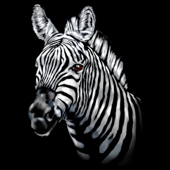 Wildlife - Big Face Zebra Up Close Portrait T-Shirt