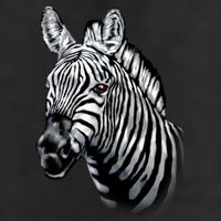 Wildlife - Big Face Zebra Up Close Portrait Microfiber Hand Towel