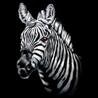 Wildlife - Big Face Zebra Up Close Portrait Cropped Pullover Crew