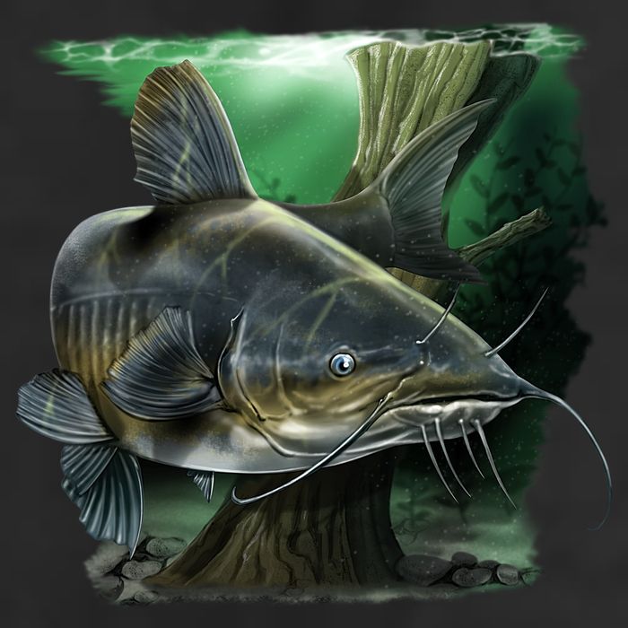 Wildlife - Catfish Swim 11oz C Handle Ceramic Mug