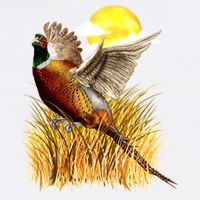 Wildlife - Pheasant Bird Portrait Garment-Dyed Sweatshirt
