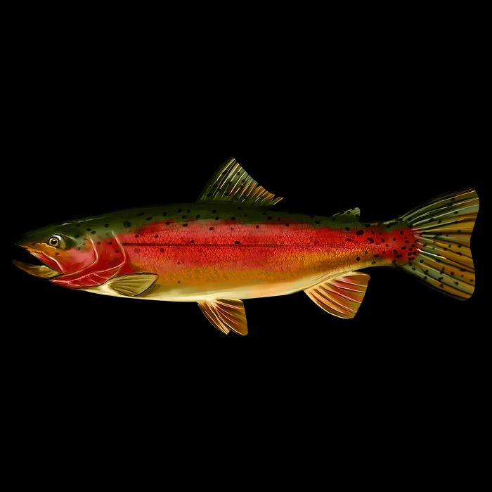 Wildlife - Rainbow Trout Side Poster