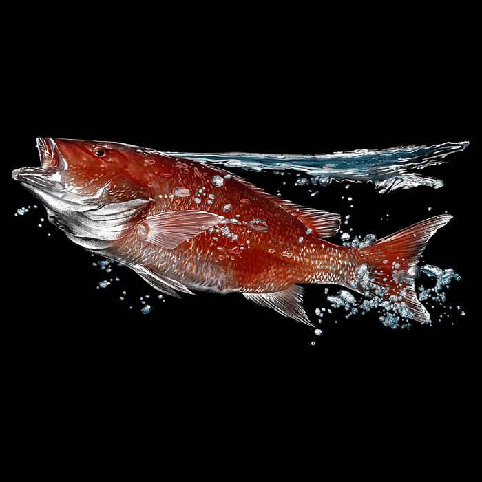 Wildlife - Red Snapper Surfacing Cropped Pullover Crew