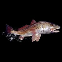 Wildlife - Redfish Cooling Performance Crew T-Shirt