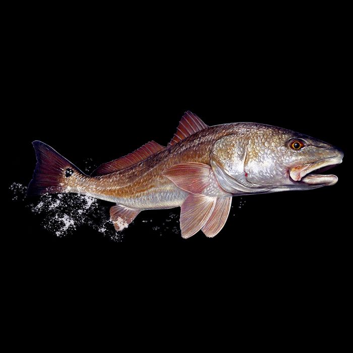 Wildlife - Redfish Cooling Performance Crew T-Shirt