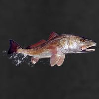 Wildlife - Redfish Adult Drive Performance Visor
