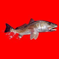 Wildlife - Redfish T-Shirt