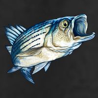 Wildlife - Striped Bass 7 Panel Mesh Trucker Snapback Hat