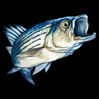 Wildlife - Striped Bass Tall T-Shirt
