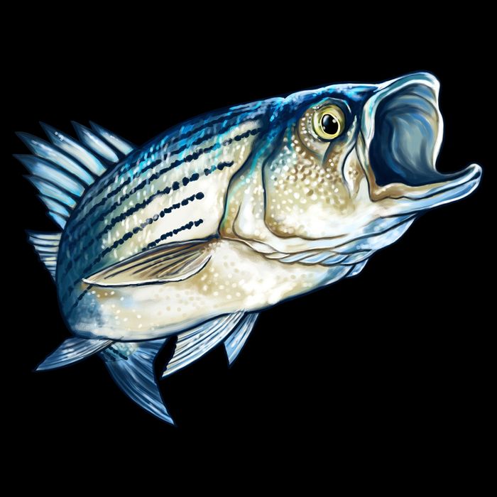 Wildlife - Striped Bass Tall T-Shirt
