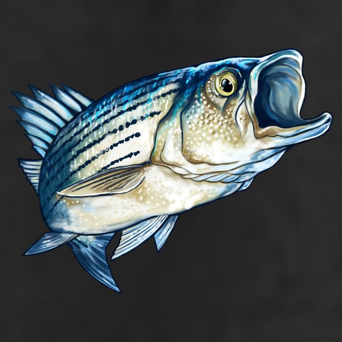 Wildlife - Striped Bass 11oz C Handle Ceramic Mug