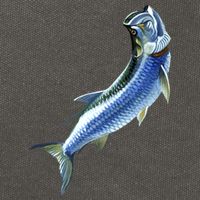 Wildlife - Tarpon Cotton Canvas Backpack