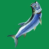 Wildlife - Tarpon T-Shirt