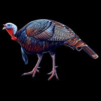 Wildlife - Wild Turky Walking Backpack