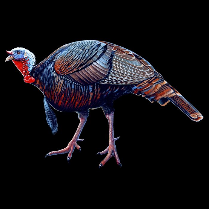 Wildlife - Wild Turky Walking Backpack
