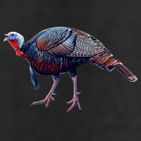 Wildlife - Wild Turky Walking 11oz C Handle Ceramic Mug
