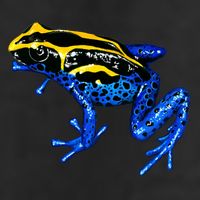 Wildlife - Yellow And Blue Frog 7 Panel Mesh Trucker Snapback Hat