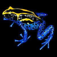 Wildlife - Yellow And Blue Frog Sweatshirt
