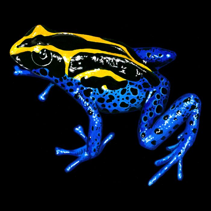 Wildlife - Yellow And Blue Frog Sweatshirt