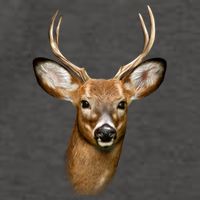 Wildlife Big Face Young Buck Deer Portrait Vector Backpack