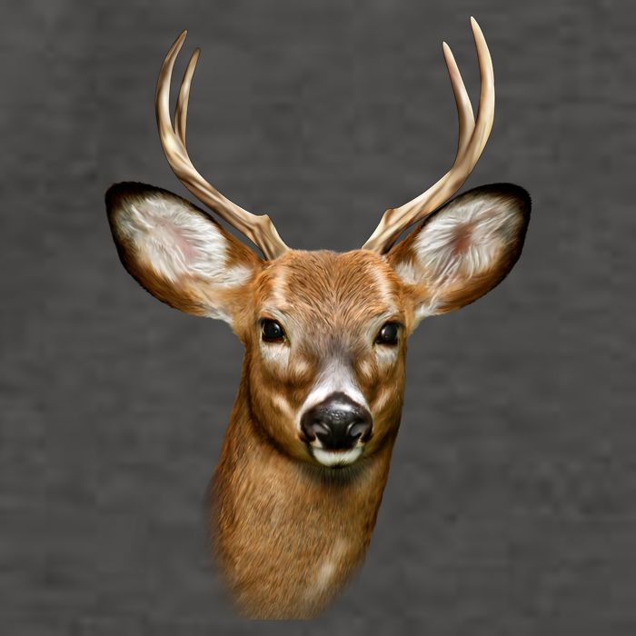 Wildlife Big Face Young Buck Deer Portrait Vector Backpack