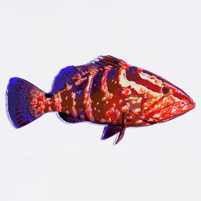 Wildlife Funky Grouper T-Shirt