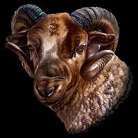 Wildlife Ram Stare Button