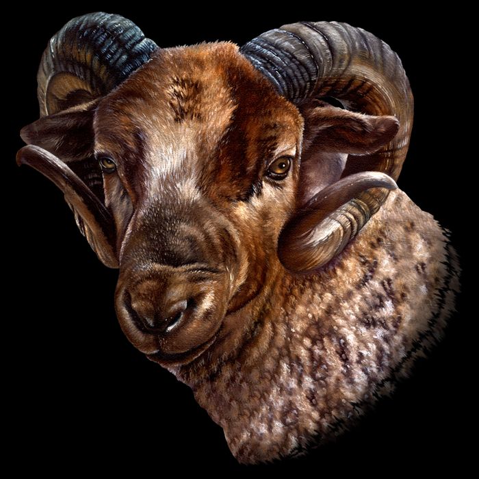 Wildlife Ram Stare Button