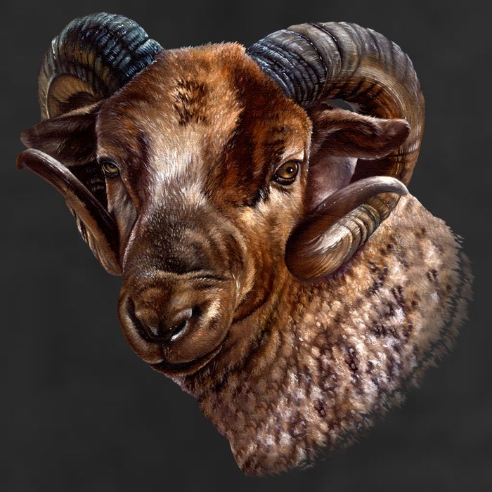 Wildlife Ram Stare Adult Drive Performance Visor