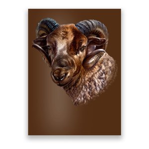 Wildlife Ram Stare Poster